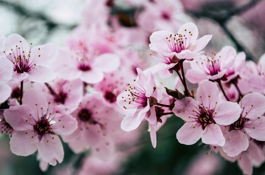 website growth through authority